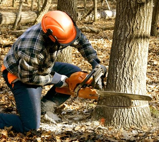 Tree Removal in Bellbrook, OH
